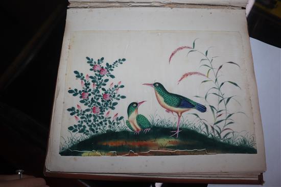 A 19th century Chinese album of 14 paintings on pith paper, birds and figures